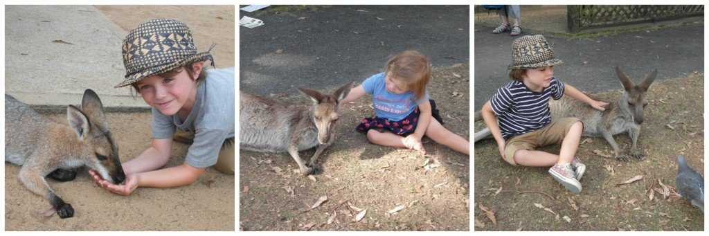 Collage of children petting kangaroos